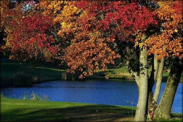 The leaves are gone and freezing cold can't be far.