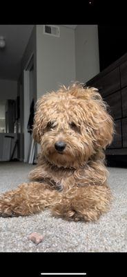 Kriser's Natural Pet