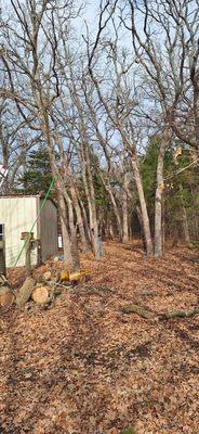 IPM Tree and Landscaping Service