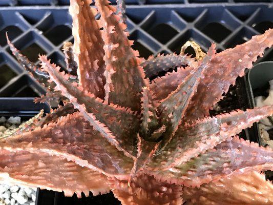 Succulents Gone Wild