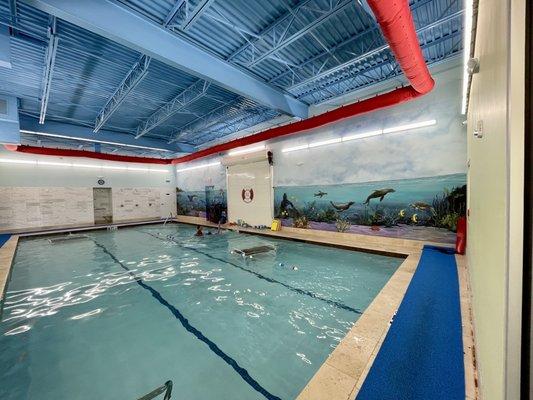 Sea Lion Swim School