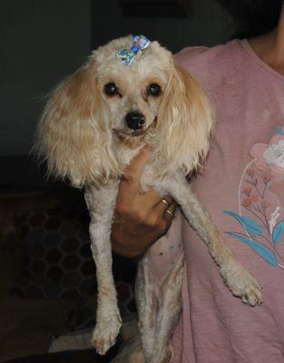 Amazing job!!!! She looks like a completely different dog!