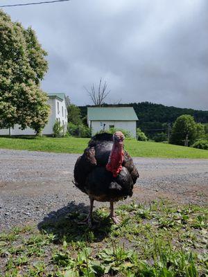 Maple Hill Farms