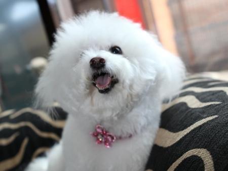 Romantic photographer