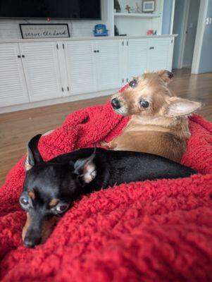 Care-A-Lot Pet Grooming