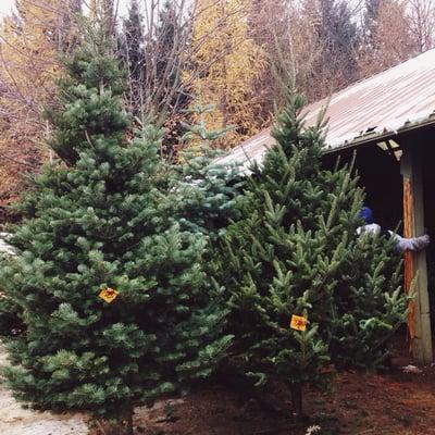 Summers Christmas Tree Farm