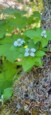 Ptarmigan Creek Trail