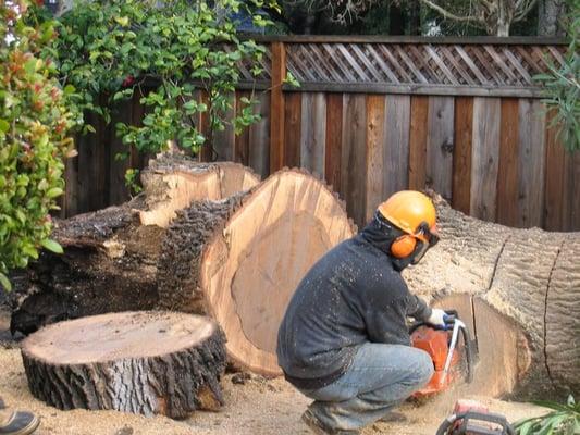 Pacific Coast Tree Service