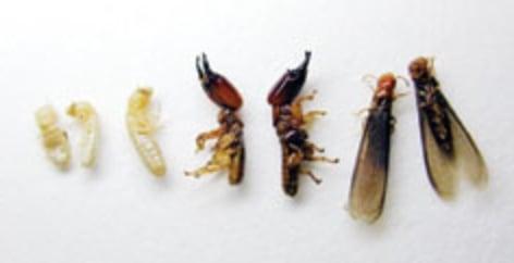 Drywood termite workers, soldiers, and swarmers