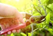 Fox Seasonal Services, Inc