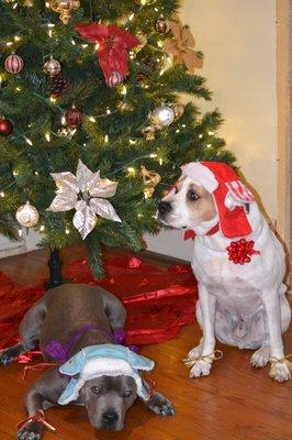 Alfred-Waterboro Veterinary Hospital