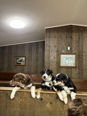 Maysville Animal Hospital