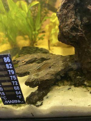 My previous amano shrimp in the back for reference to see that they are different types of shrimp.