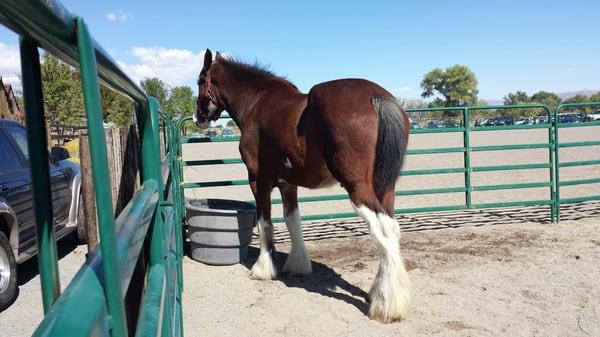 Reno Celtic Celebration