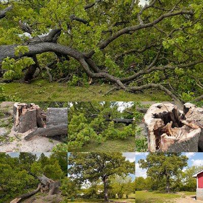 Down To Roots Arbor Services