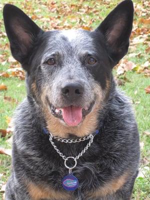 All Breeds Dog Walking & Pet Care