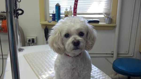 Annie's Barking Boutique