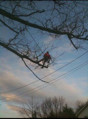 Safety Tree Service