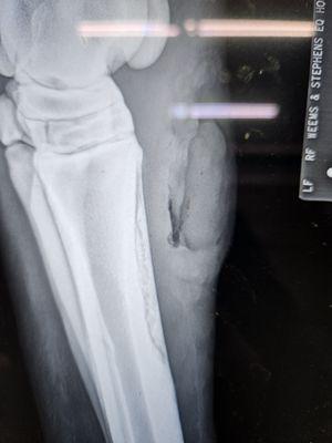 Weems & Stephens Equine Hospital