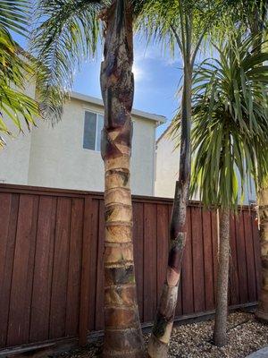 JP's Palms Trimming