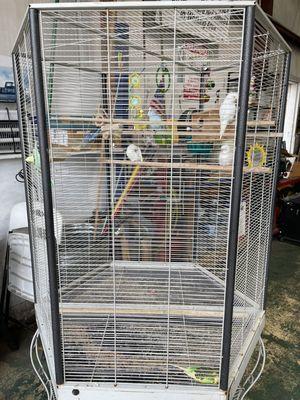 Beautiful birds to look at during the quick wait