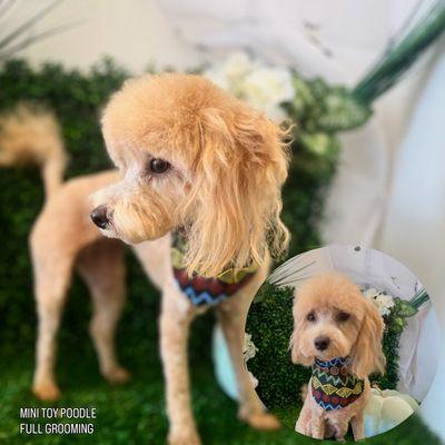 Mini toy poodle full grooming. Client requests to keep ears long. Thank you for viewing.