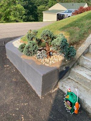 Mr mushier bunsie tree