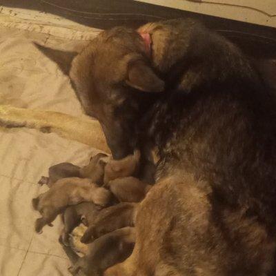 Misty had 9 healthy puppies 5 males 4 female she delivered all like a strong healthy champ mother and puppies are doing great born 8_17- 22