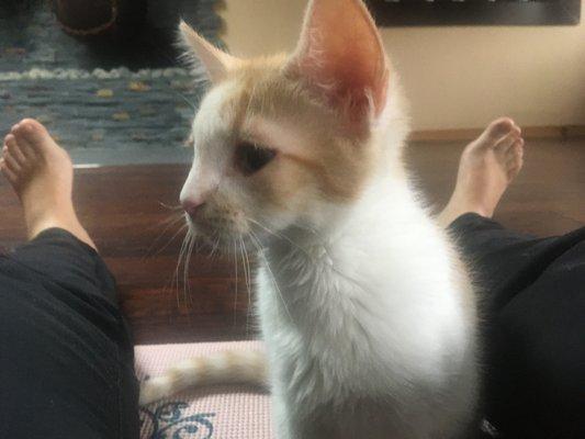 Kitten Yoga Workshop (at the North location)