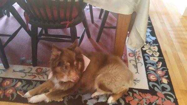 Dighton-Rehoboth Animal Hospital