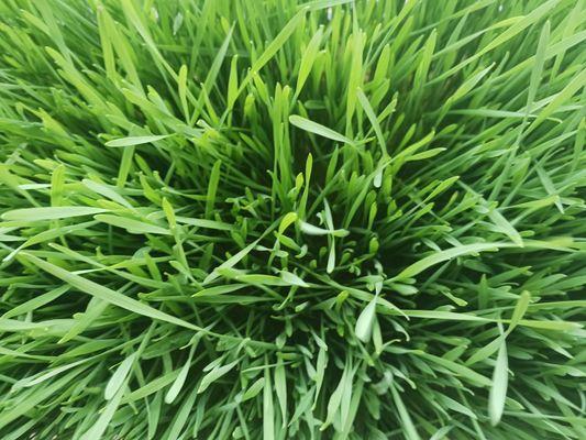 YUM Your Urban Microgreens