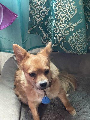 Limbionics of Henderson