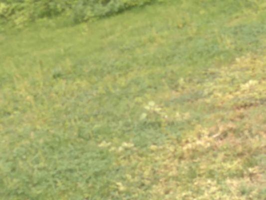 Matts Automotive and Landscaping