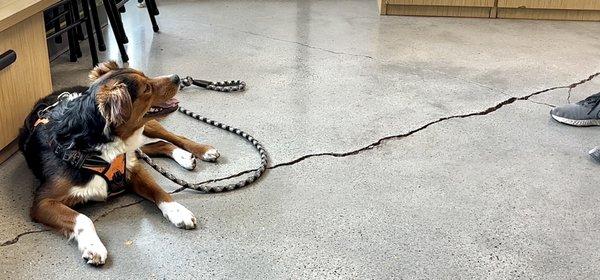 Hazel’s K9 Academy