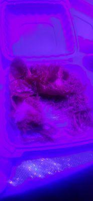 Deep fried lobster & garlic noodles(sorry about the lighting.