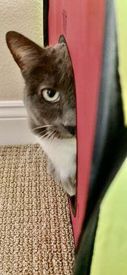 Isabelle hiding from me