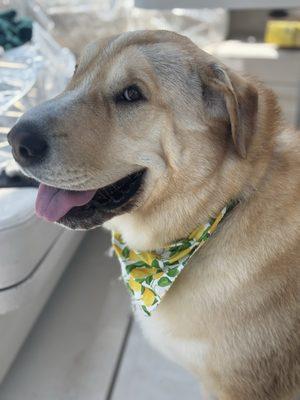 Mulligan with a summer bandanna!