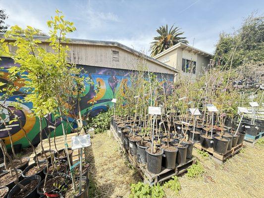 Spiral Gardens Community Food Security Project