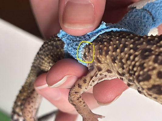 Stuck shed under the wrapping