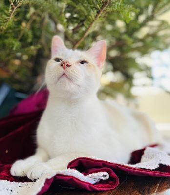 My son under the tree