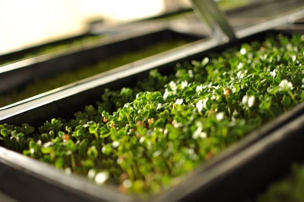 Yelp's Farm Fresh: Waterfields LLC