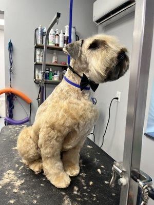 Brandy's Dog Walking And Cat Sitting