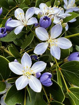 Jaguar Garden Designs