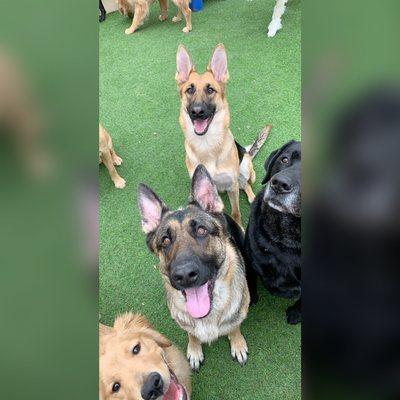 Houston’s Dog Day Care services