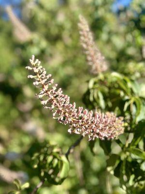 Robert Sibley Volcanic Regional Preserve