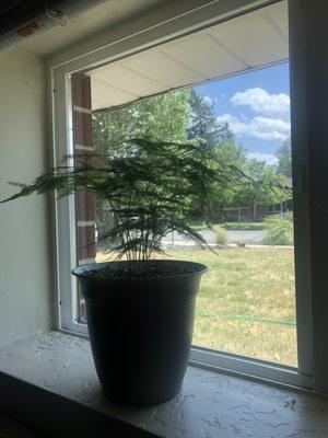 APEX Window Cleaning