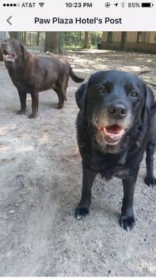 My Lucy with her new friend, Emma. Even old dogs have room in their hearts for new friends.