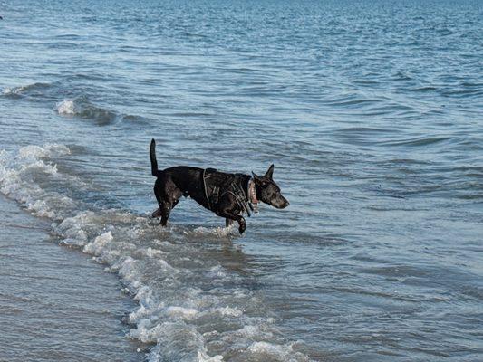 Rosie's Dog Beach