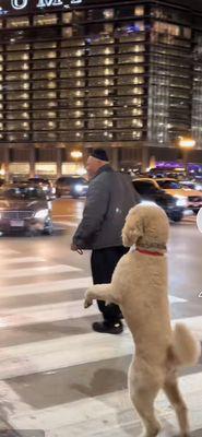 Dogs of Circle City Pet Services