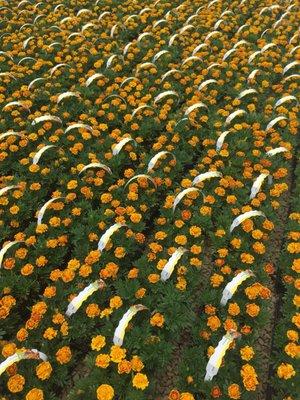 Altman Specialty Plant's